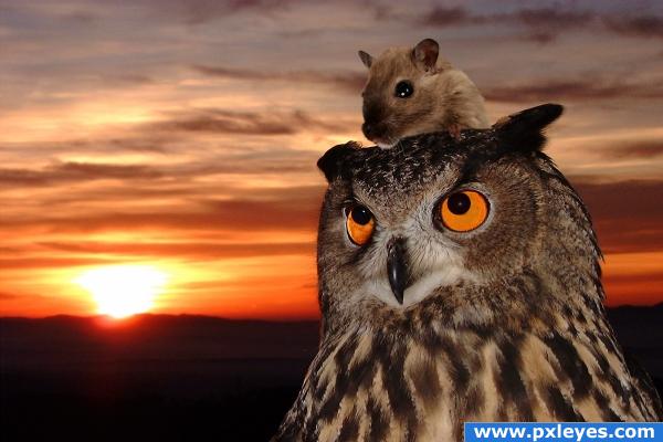 the owl and the mouse